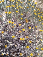 Oedera fruticosa