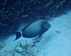 Acanthurus maculiceps