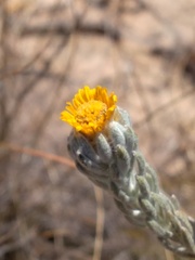 Oedera fruticosa