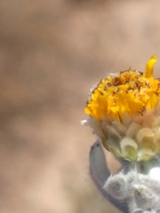 Oedera fruticosa