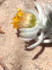 Oedera fruticosa