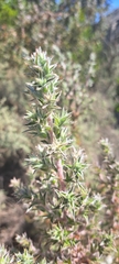 Cliffortia ruscifolia