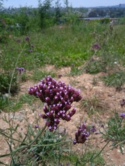 Verbena bonariensis