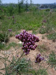 Verbena bonariensis