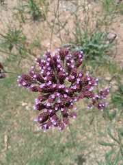 Verbena bonariensis