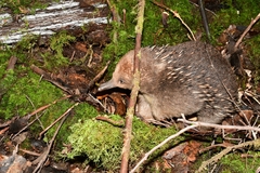 Tachyglossus aculeatus setosus