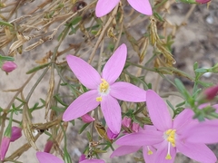 Centaurium quadrifolium barrelieri
