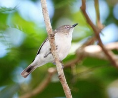 Gerygone magnirostris