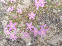 Centaurium quadrifolium barrelieri