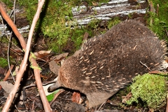 Tachyglossus aculeatus setosus