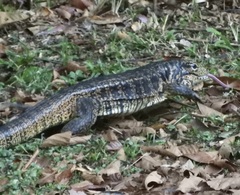 Tupinambis teguixin