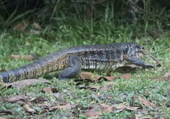 Tupinambis teguixin