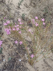 Centaurium quadrifolium barrelieri