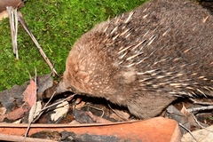 Tachyglossus aculeatus setosus