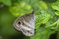Ypthima pandocus