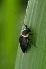 Hemithyrsocera palliata