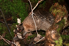 Tachyglossus aculeatus setosus