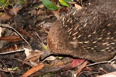 Tachyglossus aculeatus setosus