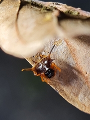 Gasteracanthinae