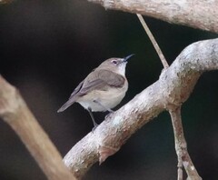 Gerygone magnirostris
