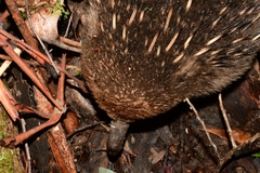 Tachyglossus aculeatus setosus