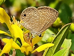 Prosotas dubiosa