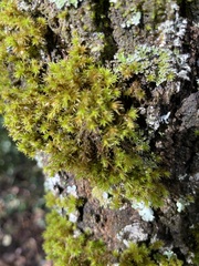 Orthotrichaceae