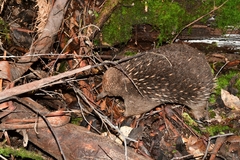 Tachyglossus aculeatus setosus