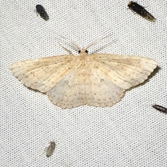 Cyclophora myrtaria