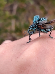 Chrysolopus spectabilis