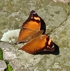 Doleschallia bisaltide