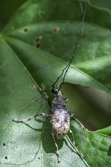 Mecocerini