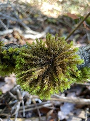 Orthotrichaceae