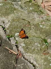 Doleschallia bisaltide