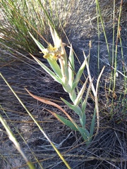 Ferraria divaricata