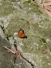 Doleschallia bisaltide