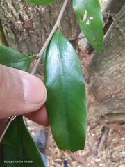 Castanopsis carlesii