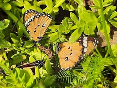 Danaus chrysippus