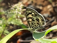 Leptotes plinius