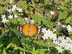 Danaus chrysippus