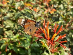 Danaus chrysippus