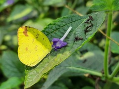 Eurema hecabe
