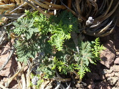 Notholaena standleyi