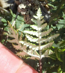 Notholaena standleyi