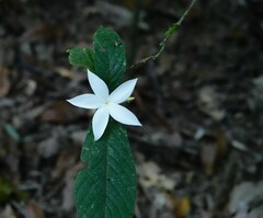 Atractocarpus hirtus