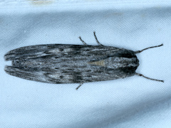 Capusa senilis