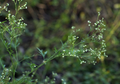 Parthenium hysterophorus image