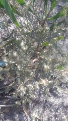 Aspalathus ternata