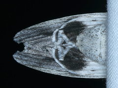 Capusa senilis