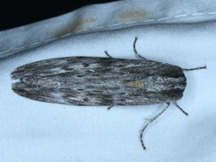 Capusa senilis